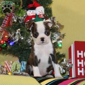 Myrrh, Boston Terrier Puppy